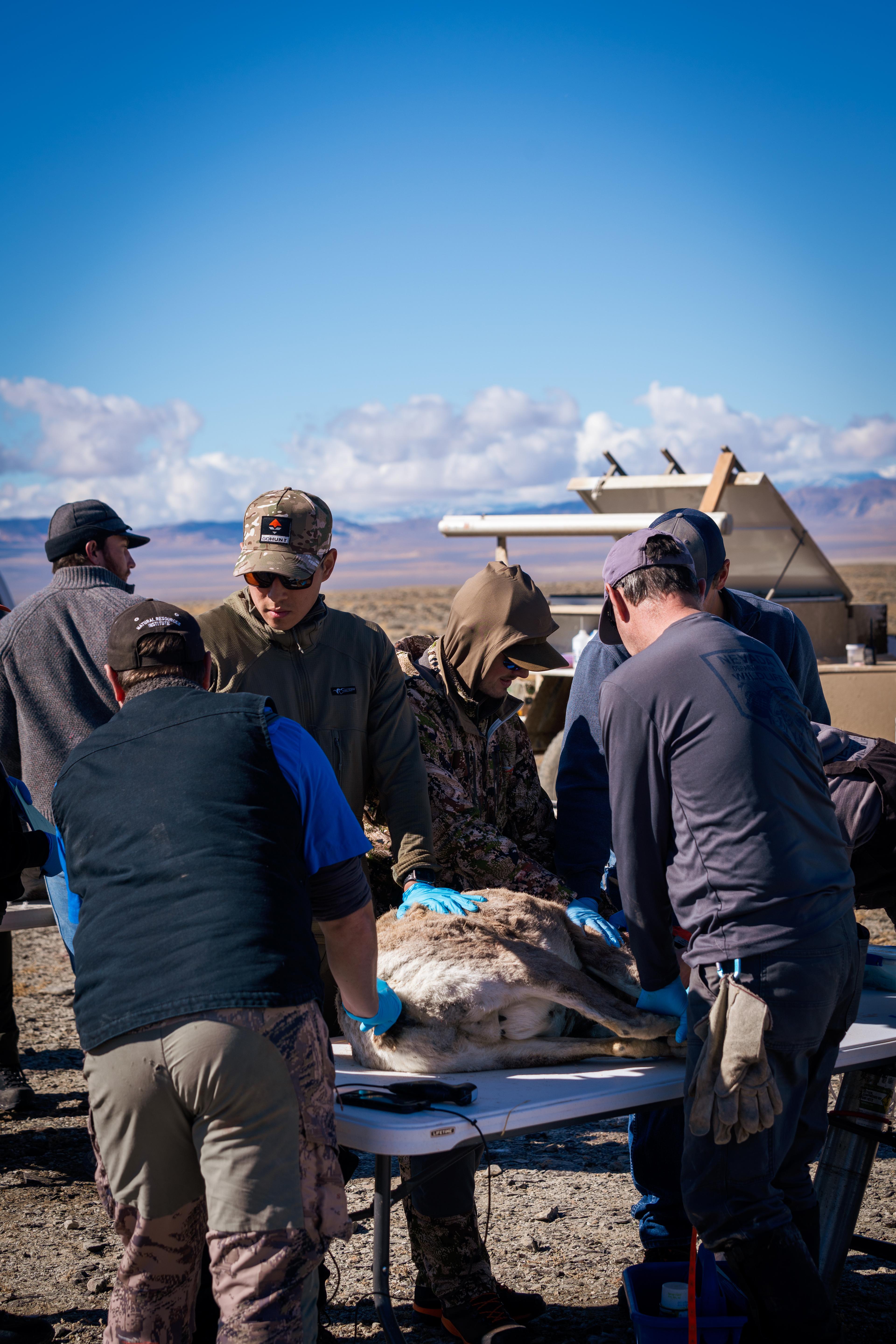 The best draw odds in all of hunting