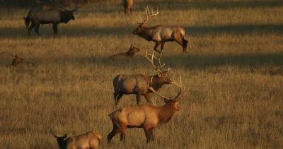 Montana releases new elk management plan