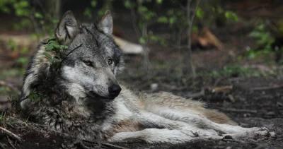 Oregon to give Colorado ten wolves