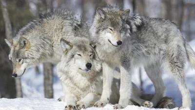 Minnesota residents call for wolves to be delisted