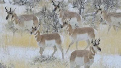 Wyoming’s Sublette antelope herd gets migration protection