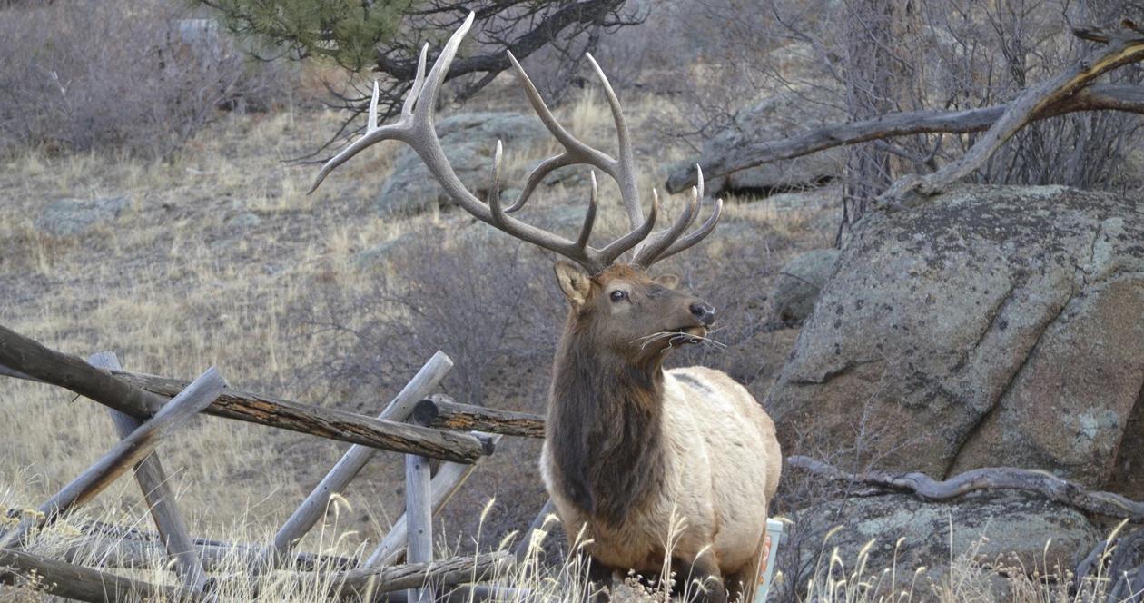 Arizona woman fatally attacked by elk