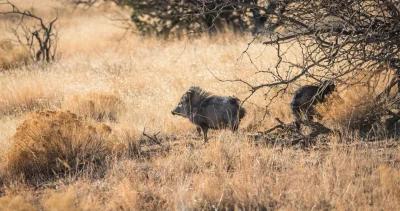 New Mexico turkey and javelina research now live on Insider!