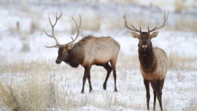 Montana elk in Highland mountains test negative for brucellosis