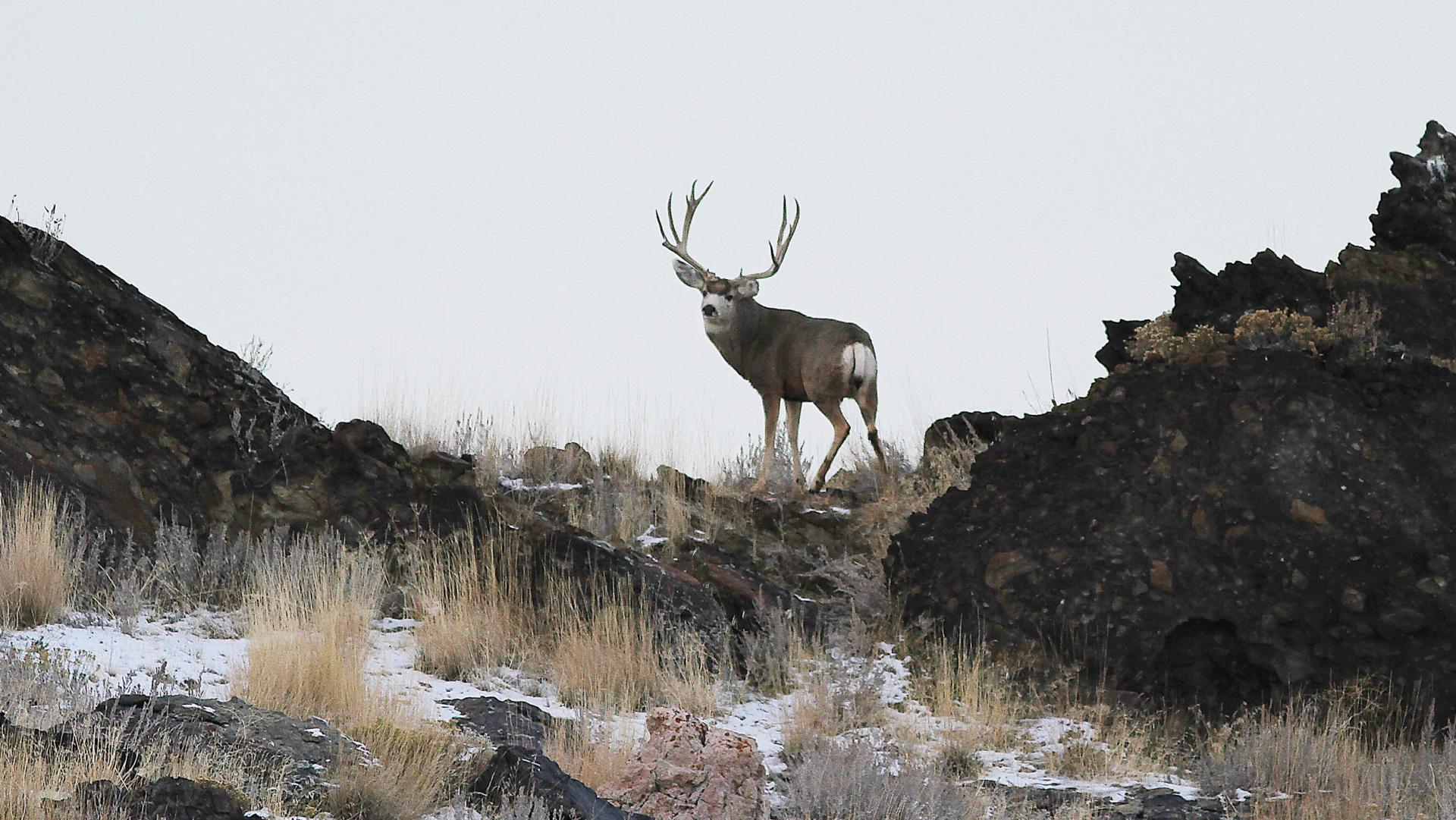 2024 Nevada mule deer hunting application strategy article