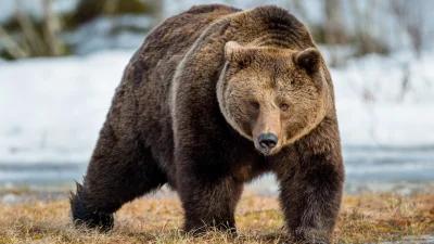 Montana grizzly bear and wolf management plan comment period