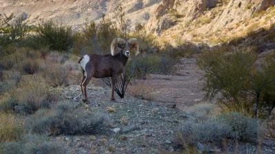 2024 Nevada bighorn sheep, mountain goat, and moose application strategy article