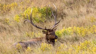 2024 Nevada elk and antelope application strategy article