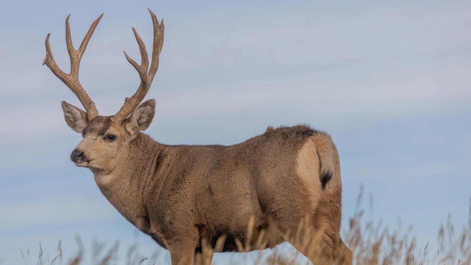 2024 Nevada approved big game hunting tag quotas