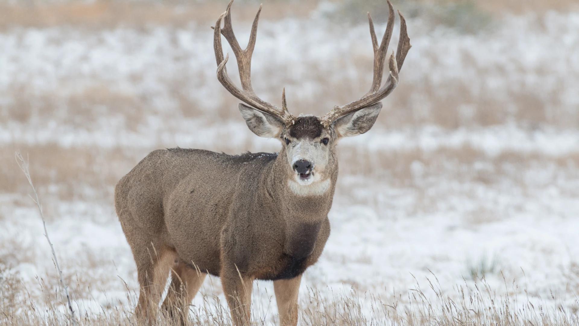Wyoming Range mule deer herd hit hardest by 2023 winter weather — large drop  in population // GOHUNT. The Hunting Company