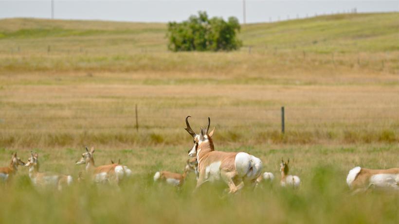 Antelope buck in the rut