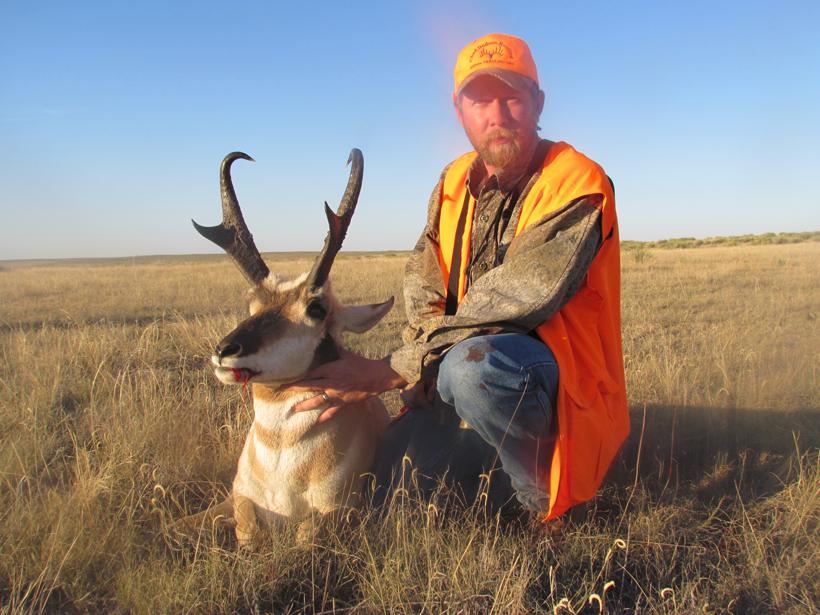 Colorado antelope buck