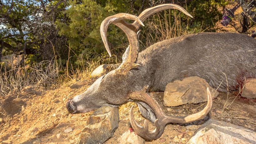 Brady miller archery coues deer_0