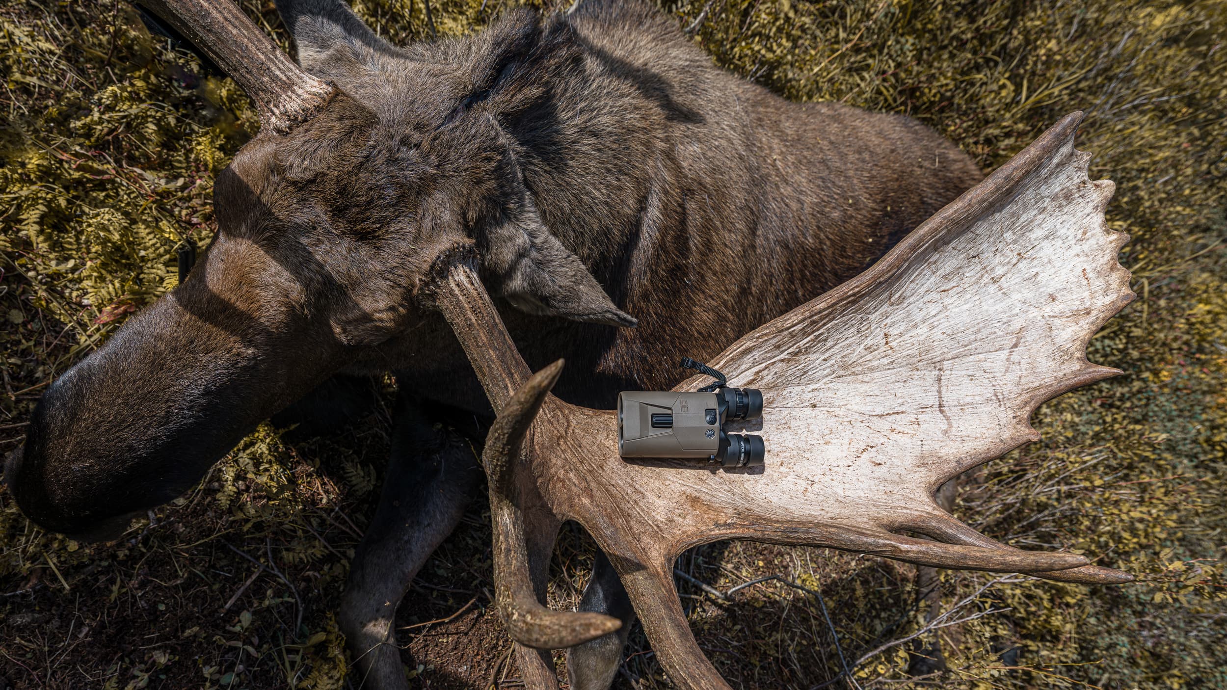 SIG SAUER ZULU6 HDX image stabilized binocular on Brady Miller moose hunt