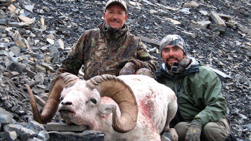 Dall Sheep