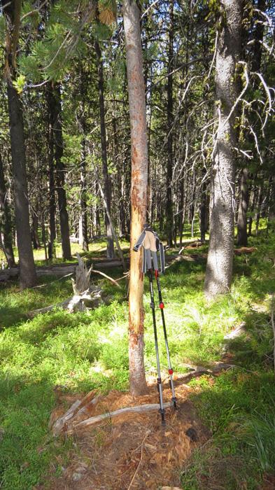 Practical scouting strategies for elk: Part 3 - 4