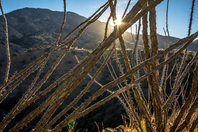 Thorns from the desert
