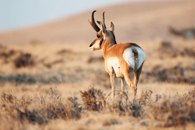 Antelope numbers across 6 states - 4