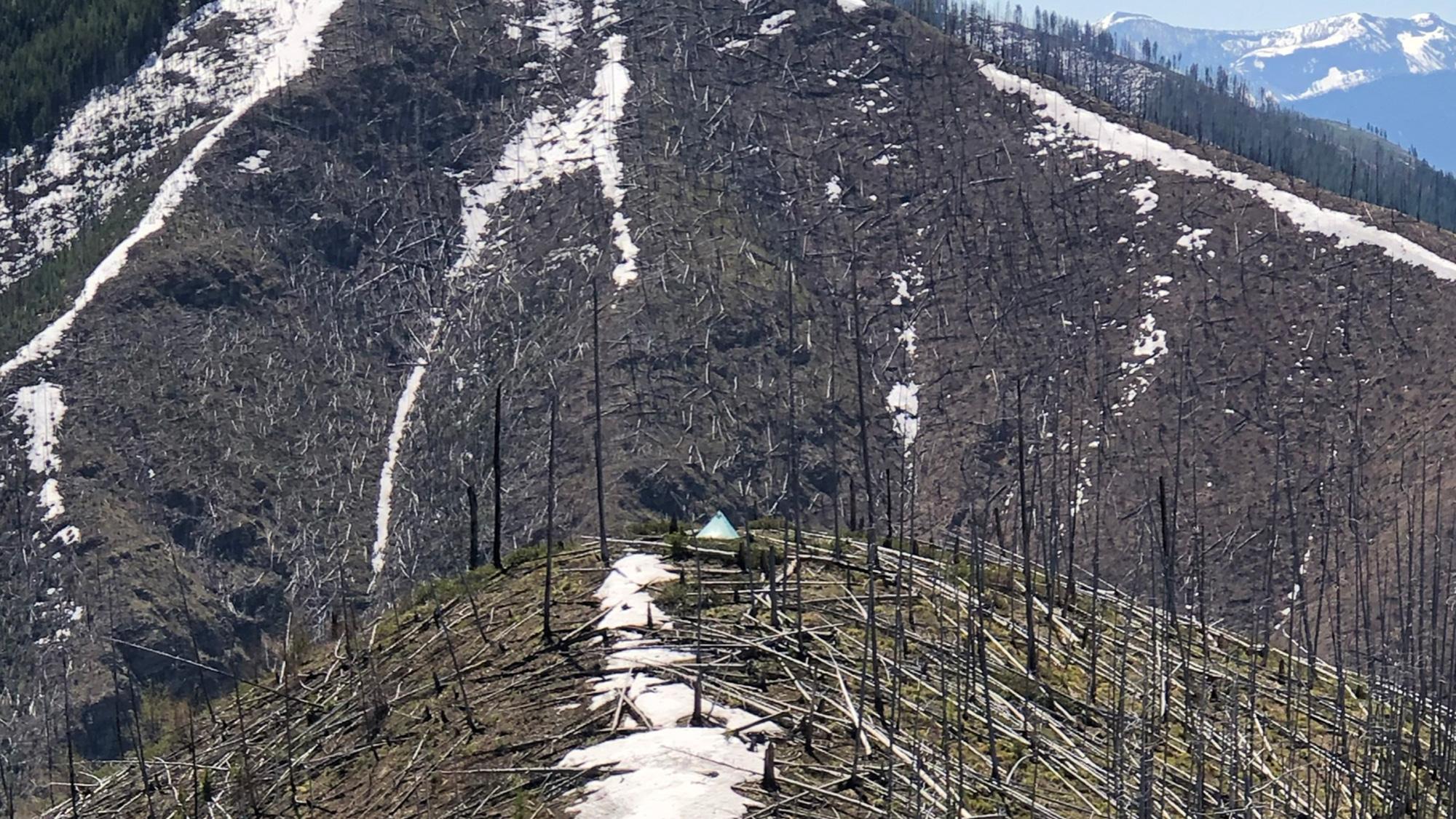 Picking a location to hunt spring black bears