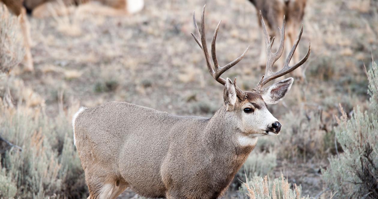Let a deer walk raffle to help wyoming mule deer 1