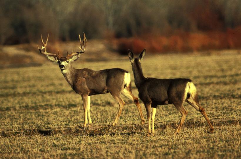 Wide Colorado buck