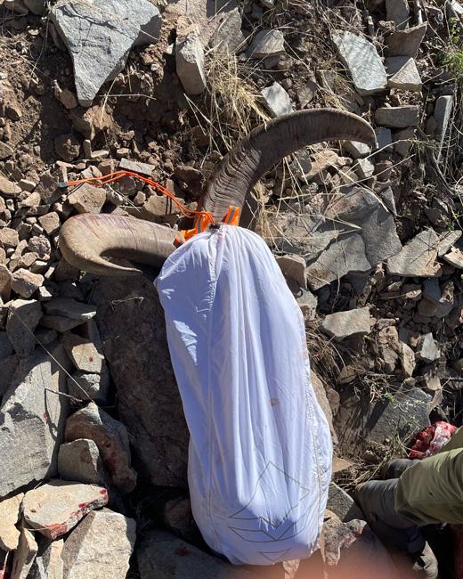 GOHUNT Game Bag with aoudad hide and horns