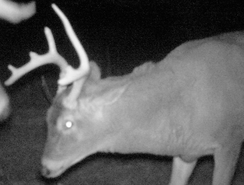 Symmetrical 10 whitetail buck trail camera photo in 2014