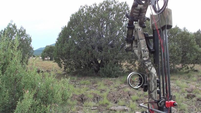 Bowhunting for antelope? Tactics you need to know - 6