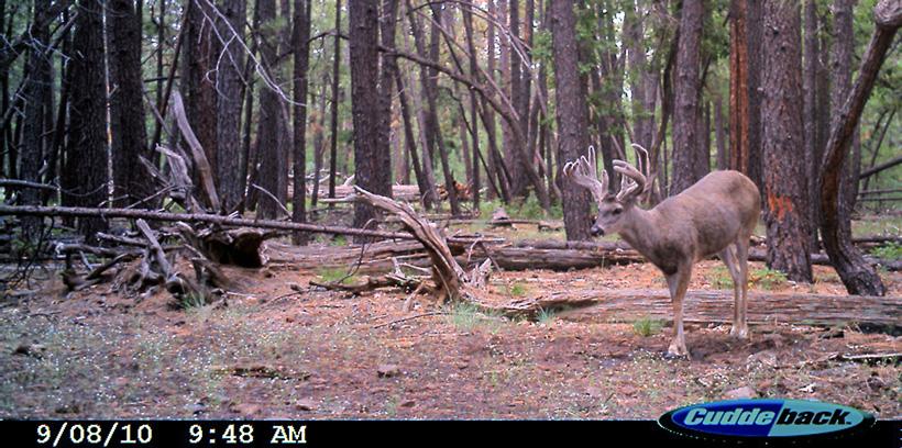 Tips for bowhunting the grey ghost - 3