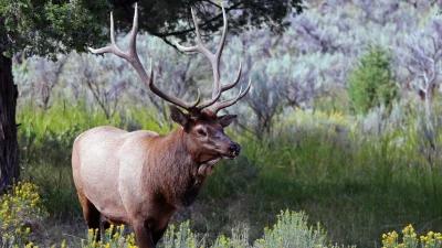 Washington extends special hunt permit app deadline through May 22
