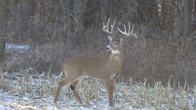 Nontypical whitetail buck in janurary