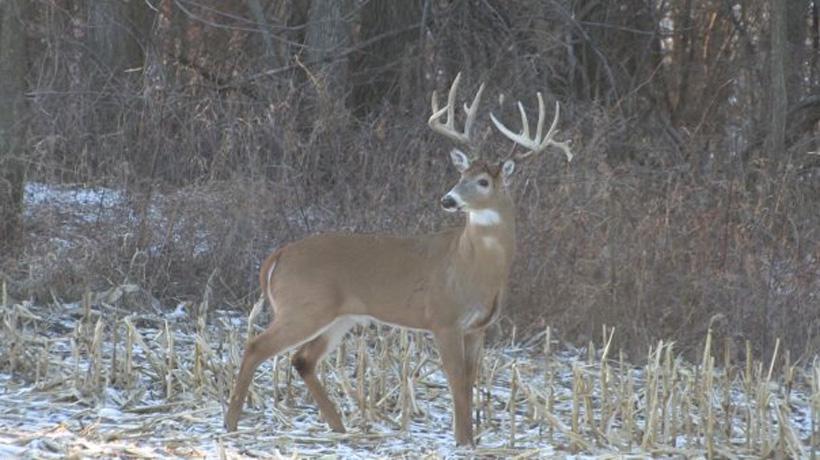 How to hunt each phase of the Western whitetail season - 8