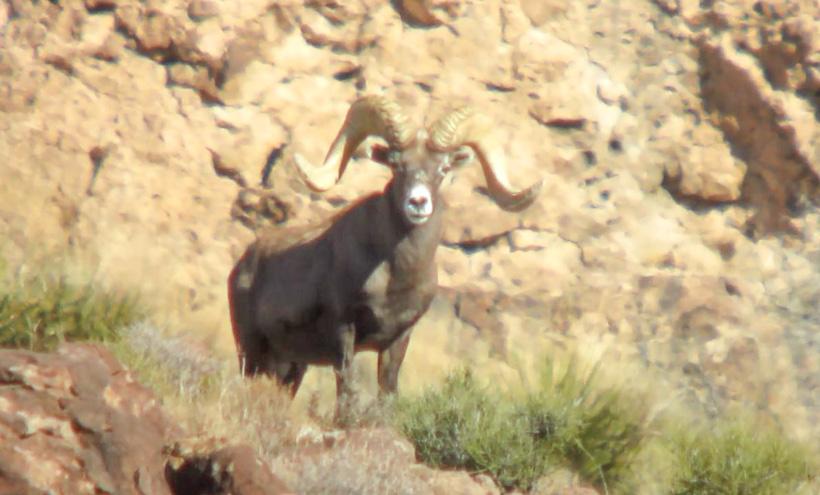 Bob oconnors nelsoni desert bighorn sheep