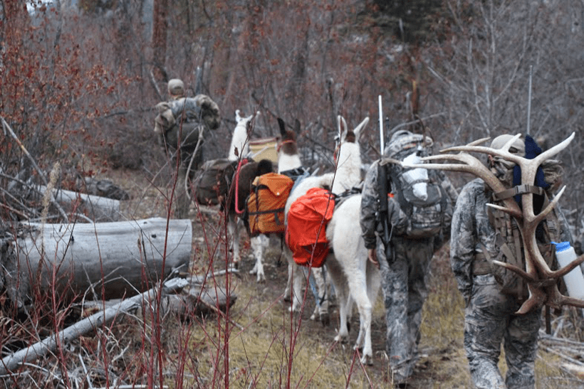 Why pack llamas for your next hunt? - 7