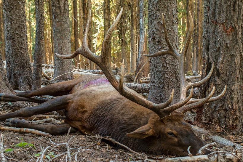 Avoid these top 10 elk hunting mistakes: Part 1 - 0d