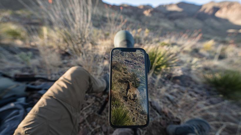 Grabbing footage of an aoudad ram with the Ollin digiscoping system