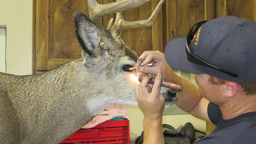 Looking at eye of mule deer mount