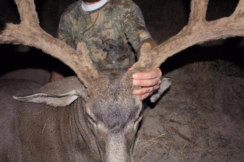 Close up photo of mule deer antlers in velvet