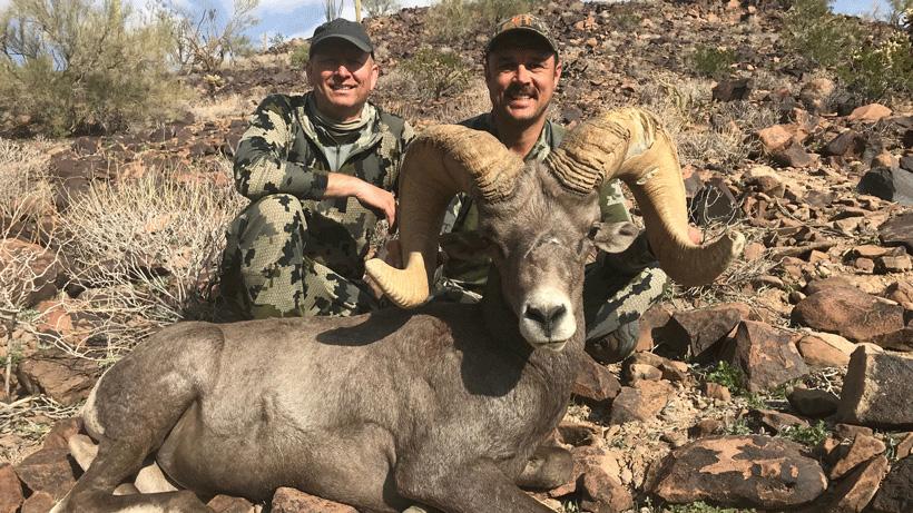 Logan hall desert bighorn