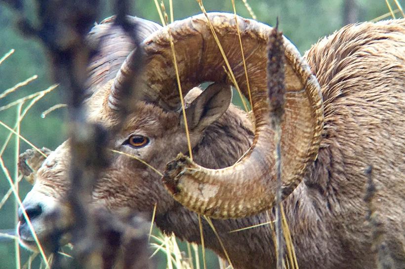 Close up photo of a rocky mountain bighorn sheep