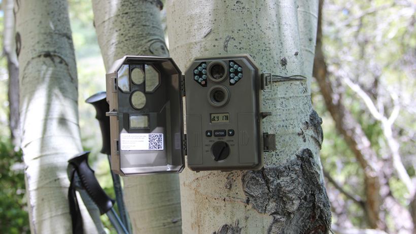 Using trail camera scouting for elk