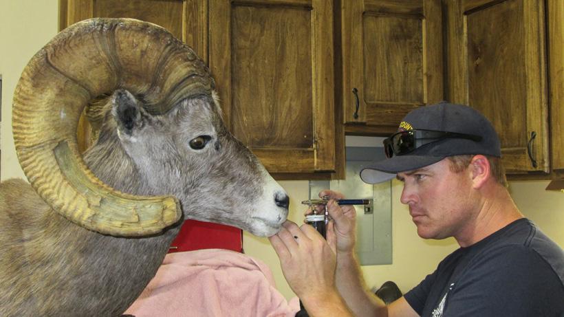 How to find the best taxidermist for your money - 0