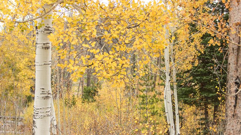 Aspen trees in september