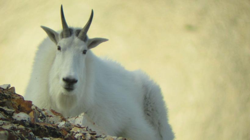 Mountain goat close up photo