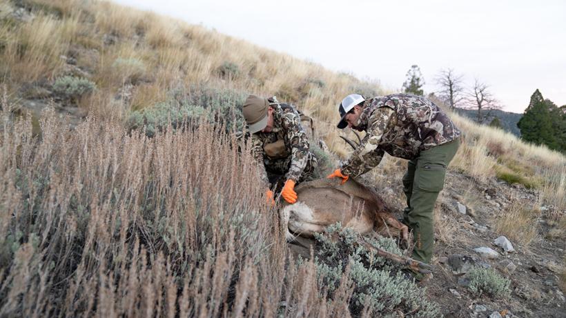 Skinning out big game 7