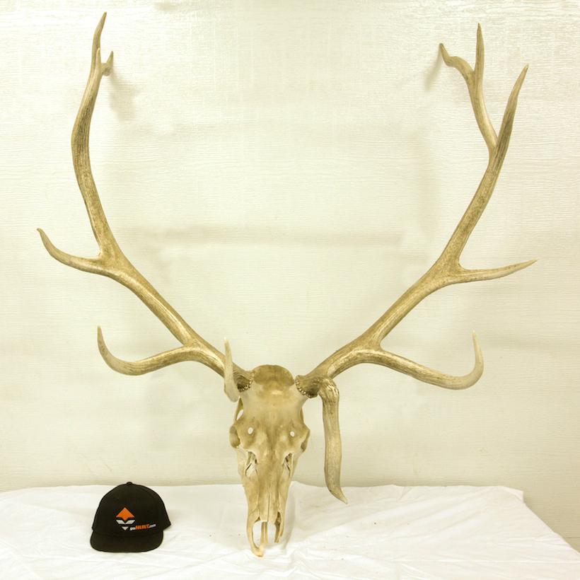 Elk can you score week 2 1_0