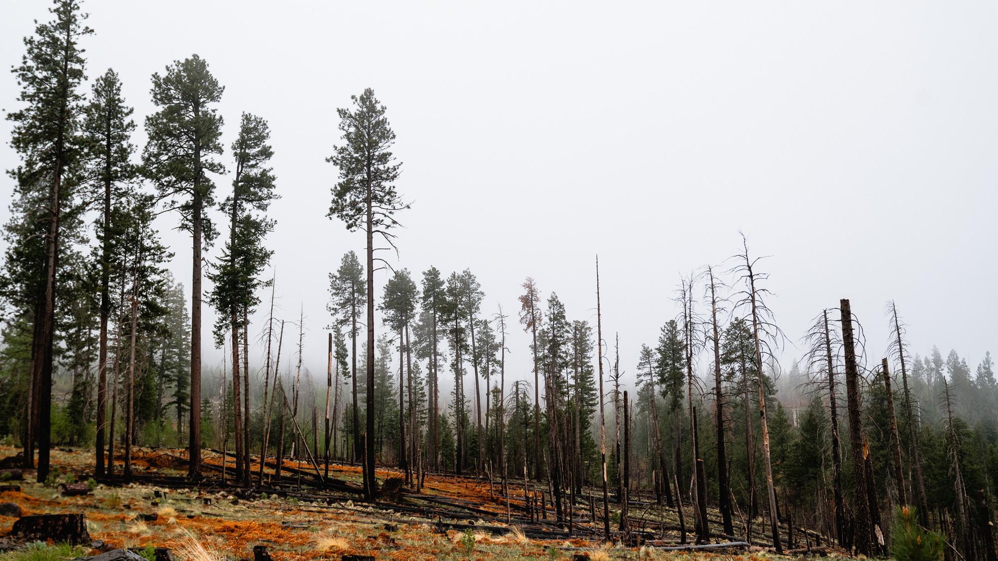 Wildfire impacting hunting spots