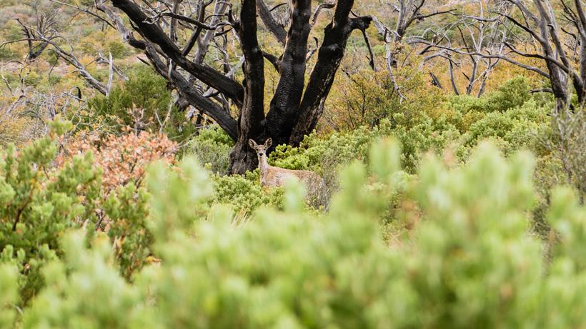 Doe while on a stalk