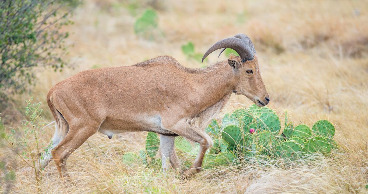 Barbary sheep disease spread to desert bighorns 1