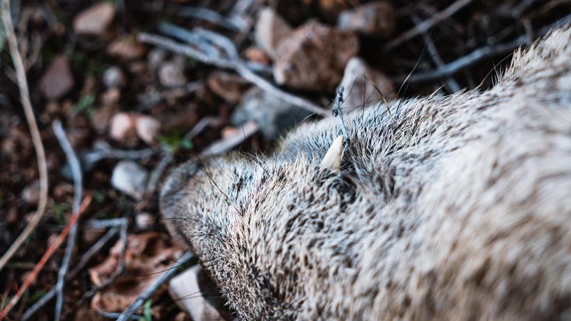 Hunting all year kirchner 3